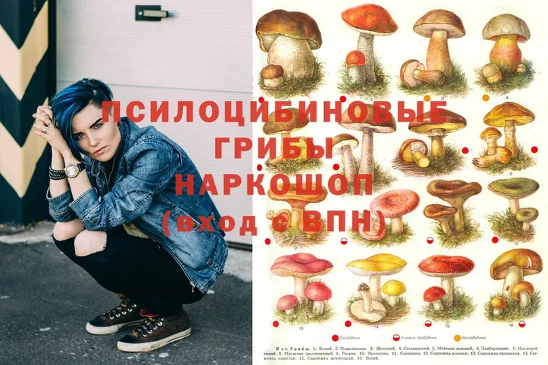 Псилоцибиновые грибы Psilocybine cubensis  Ленск 